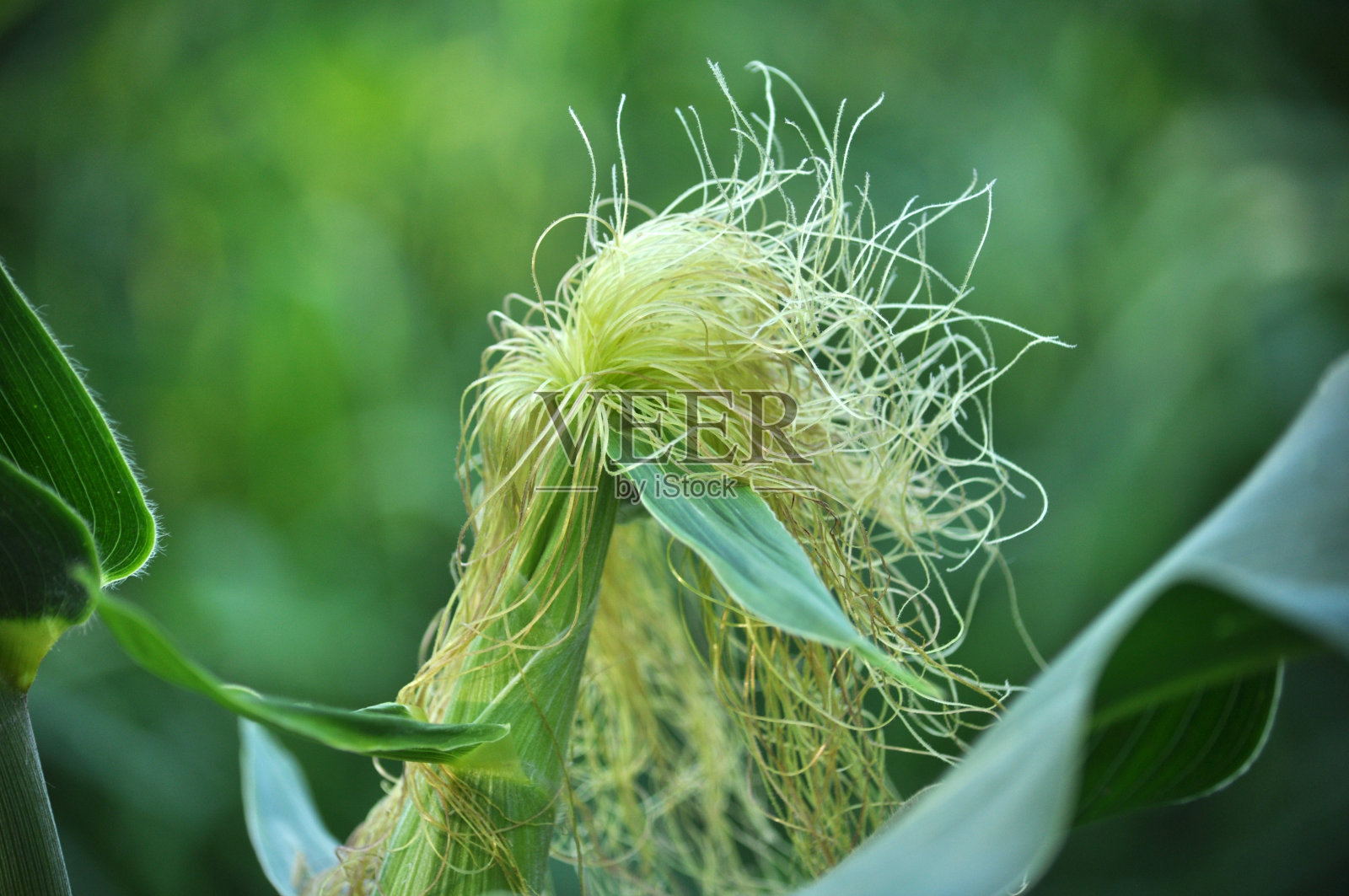 玉米的茎上长着成熟的穗轴照片摄影图片