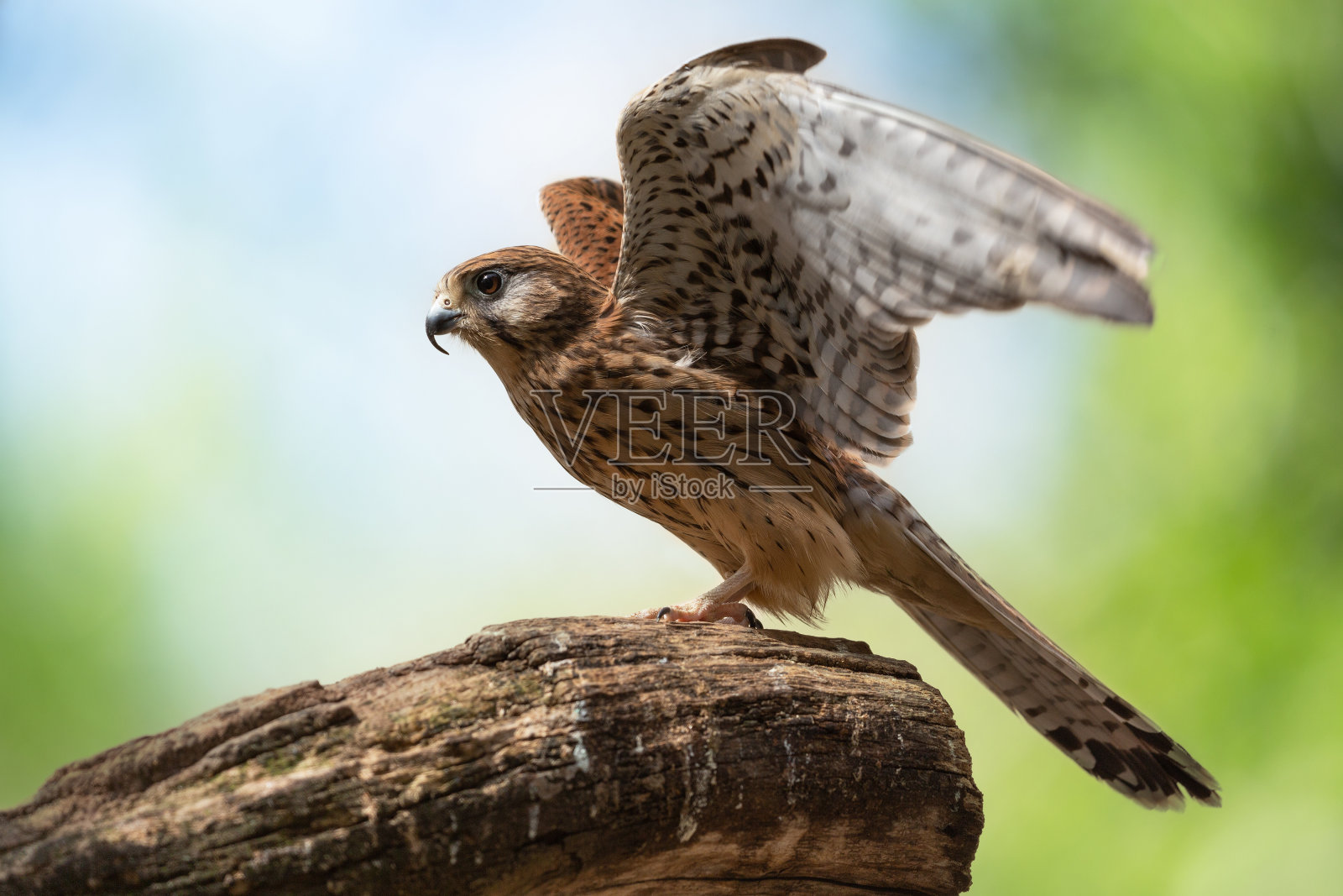 栖息在树枝上的猛禽。普通的红隼照片摄影图片