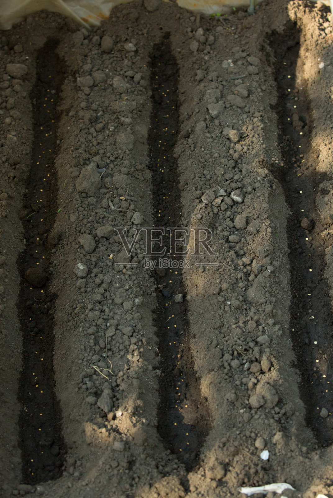 准备种植在地里的蔬菜种子特写照片摄影图片