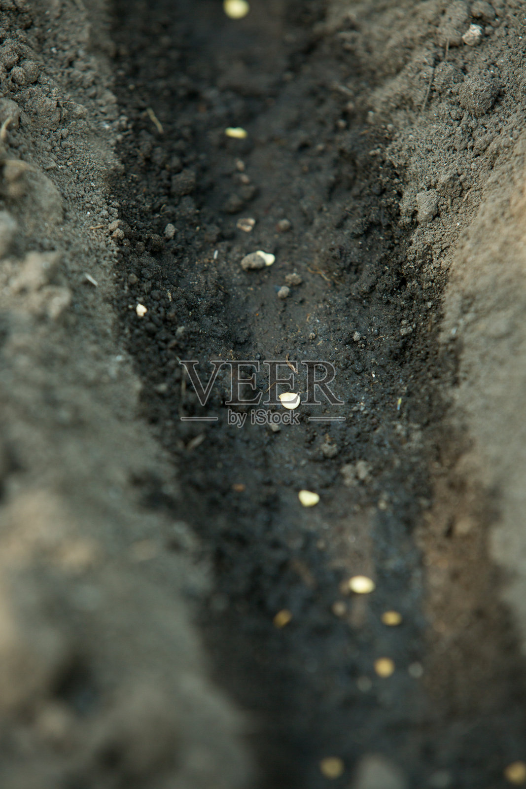 准备种植在地里的蔬菜种子特写照片摄影图片