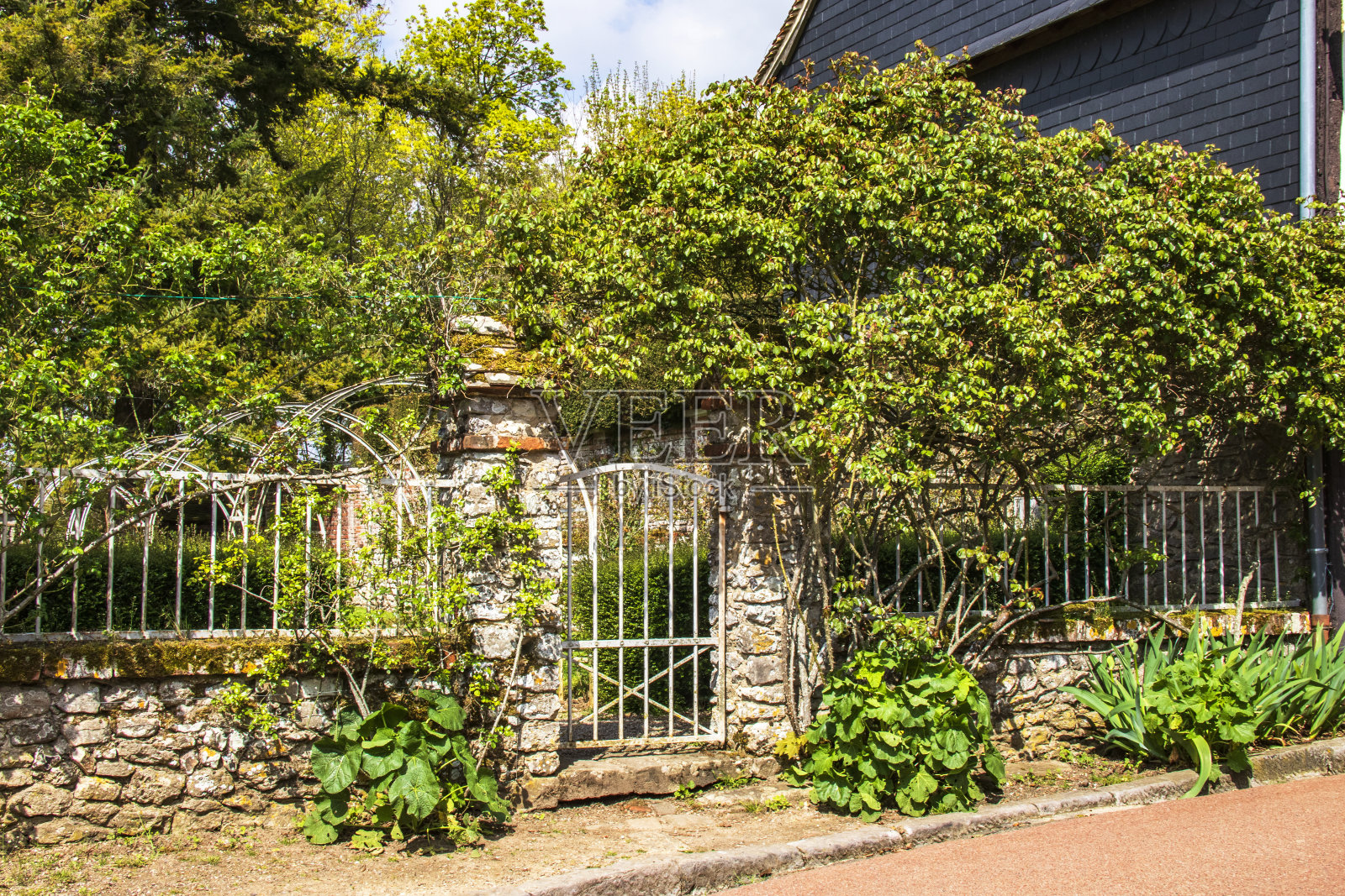 金属大门上长满了玫瑰照片摄影图片