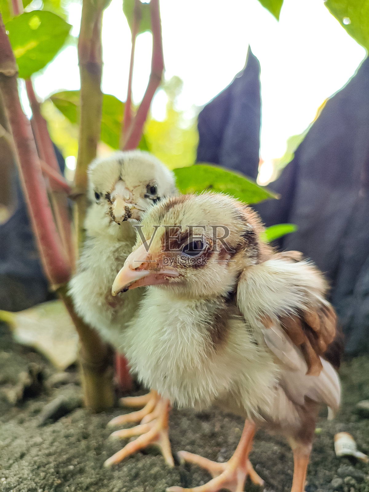 小鸡照片摄影图片