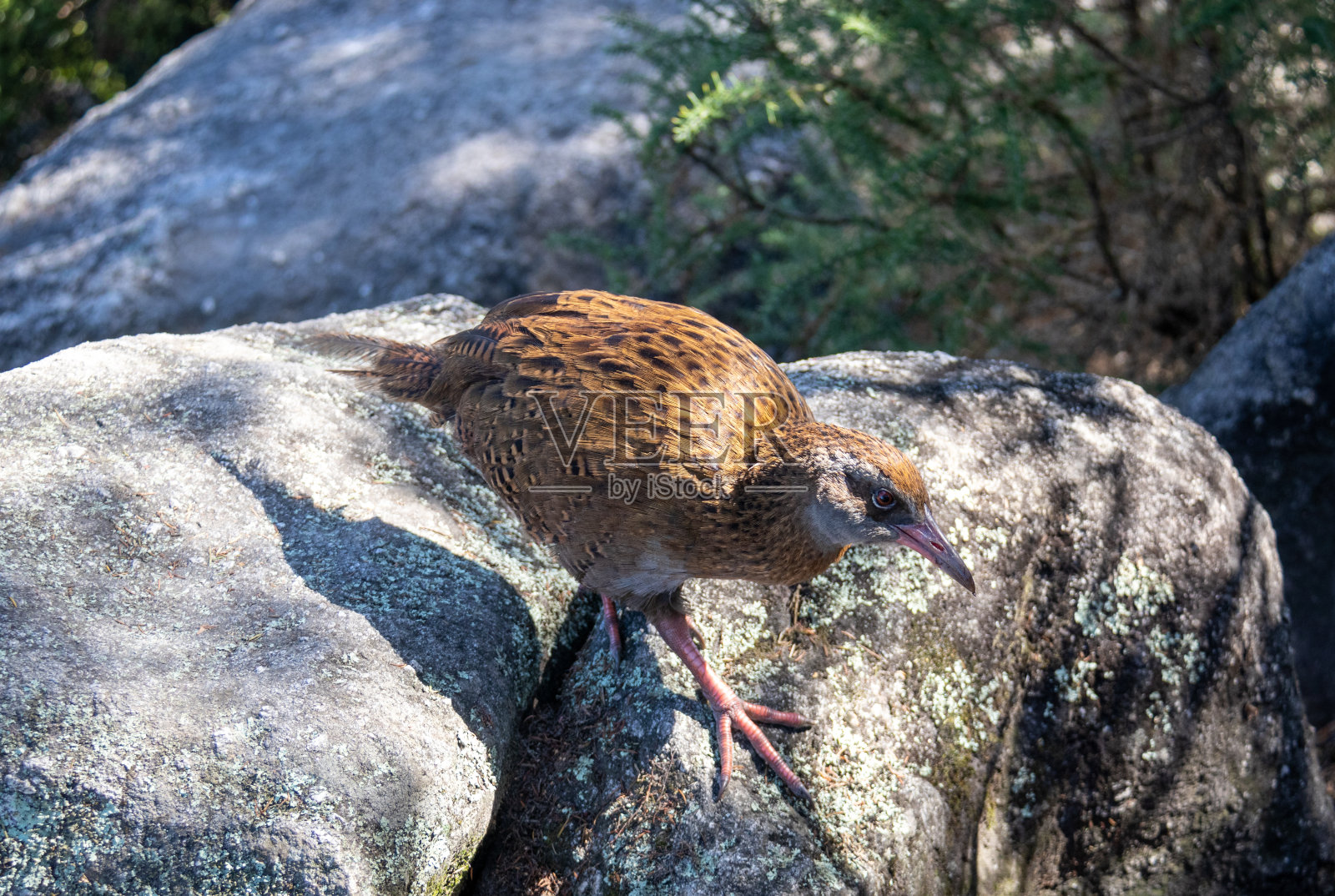 亚伯塔斯曼国家公园的维卡鸟照片摄影图片