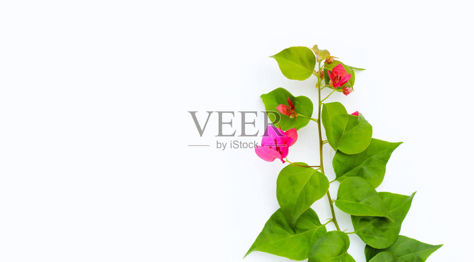 红色九重葛花，绿叶照片摄影图片