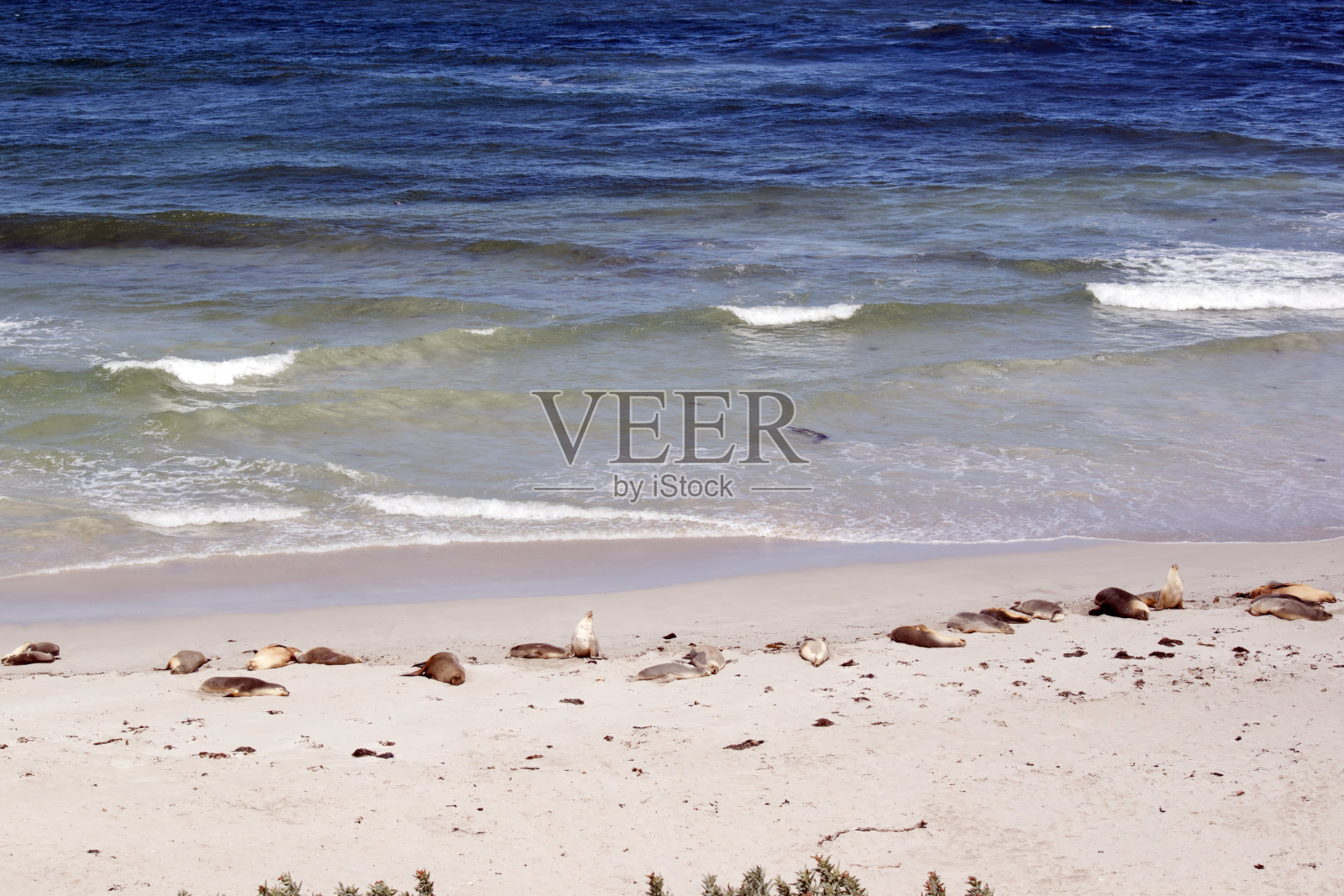 雌海狮是灰色的，底部是白色的，雄海狮是深灰色的。他们有头发，没有毛皮照片摄影图片