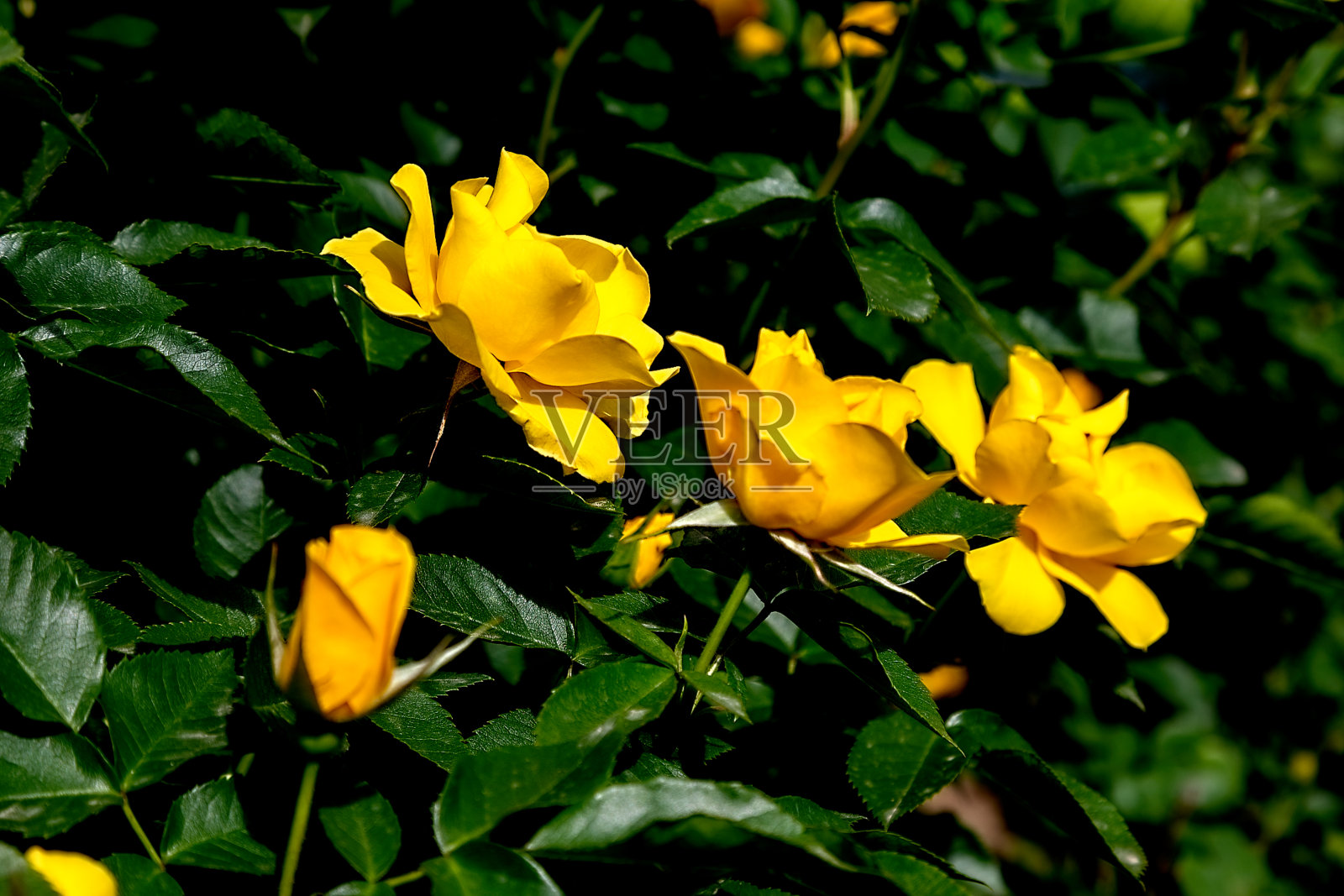 夏天美丽的花朵照片摄影图片