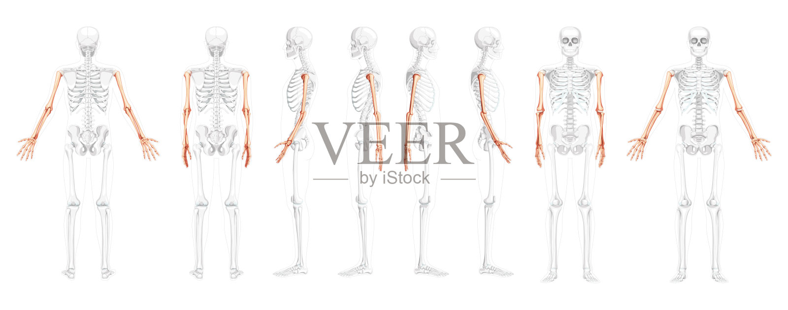 一套骨骼手臂人体前后侧面视图与部分透明的骨头的位置。手，前臂现实的平面自然颜色的概念矢量解剖图孤立在白色背景插画图片素材