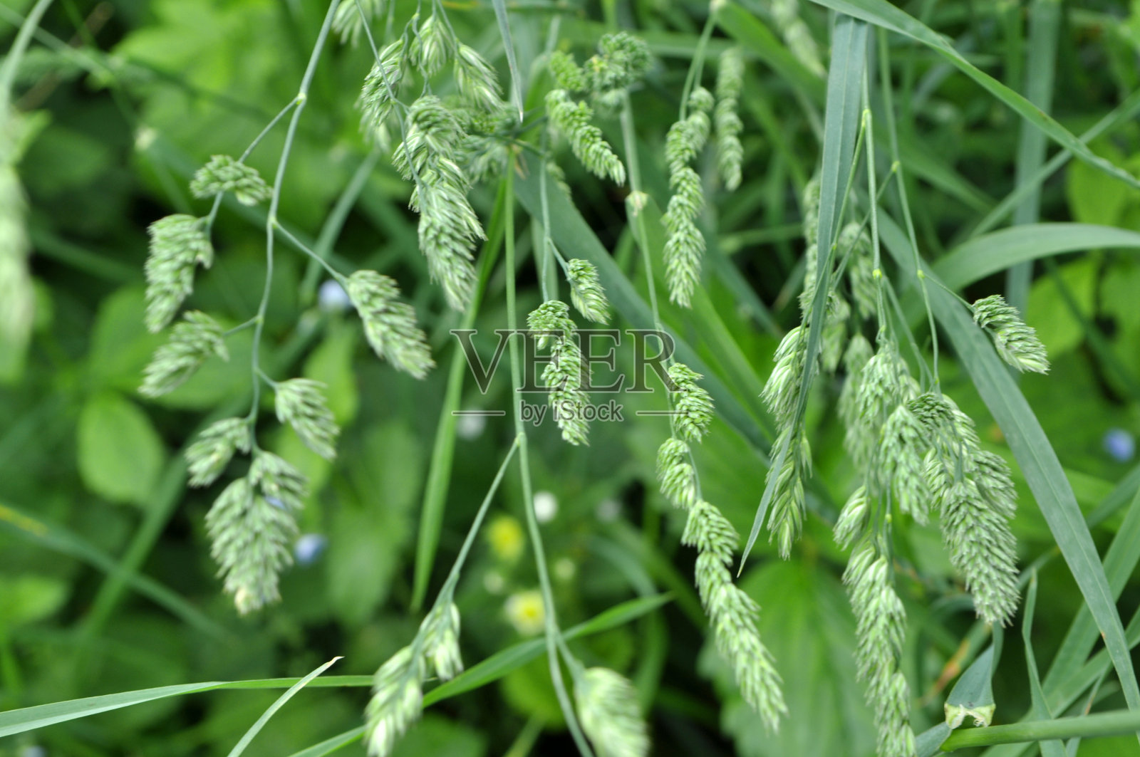 开花的蝾螈照片摄影图片