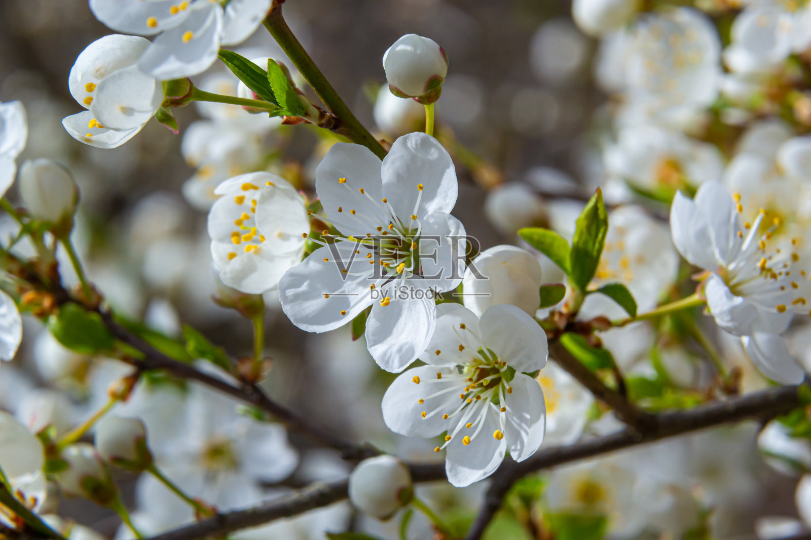 梅花、樱花、白花在春夏时节盛开。宏观的特写镜头照片摄影图片