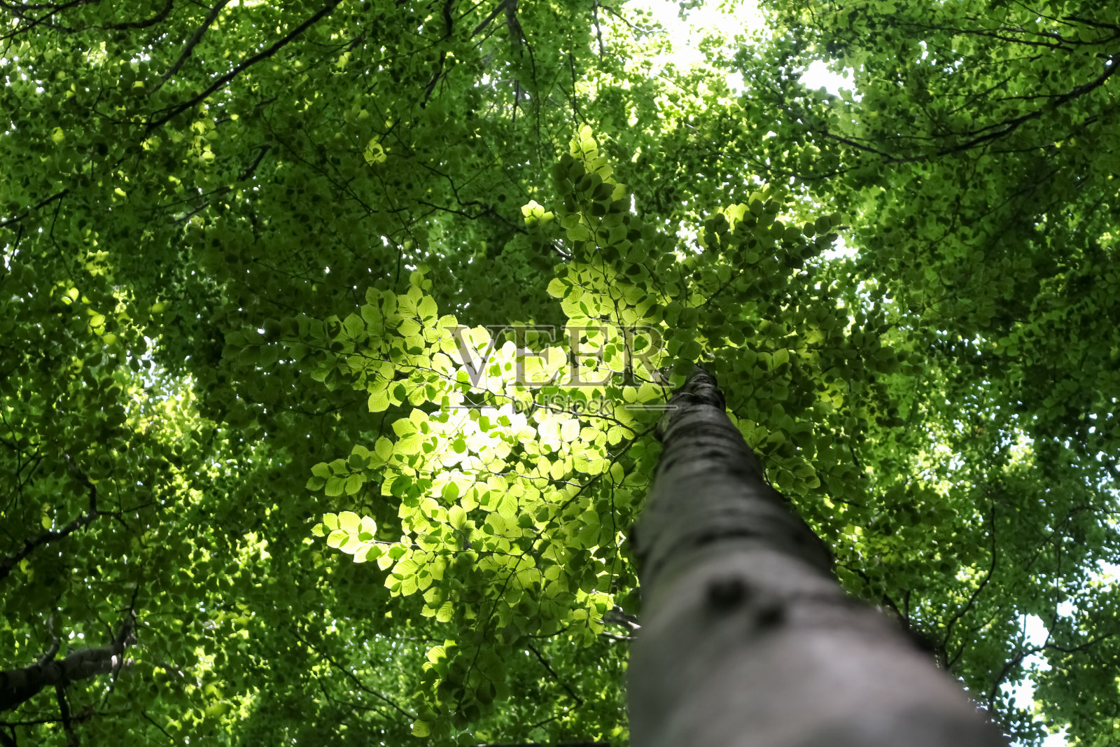 森林照片摄影图片