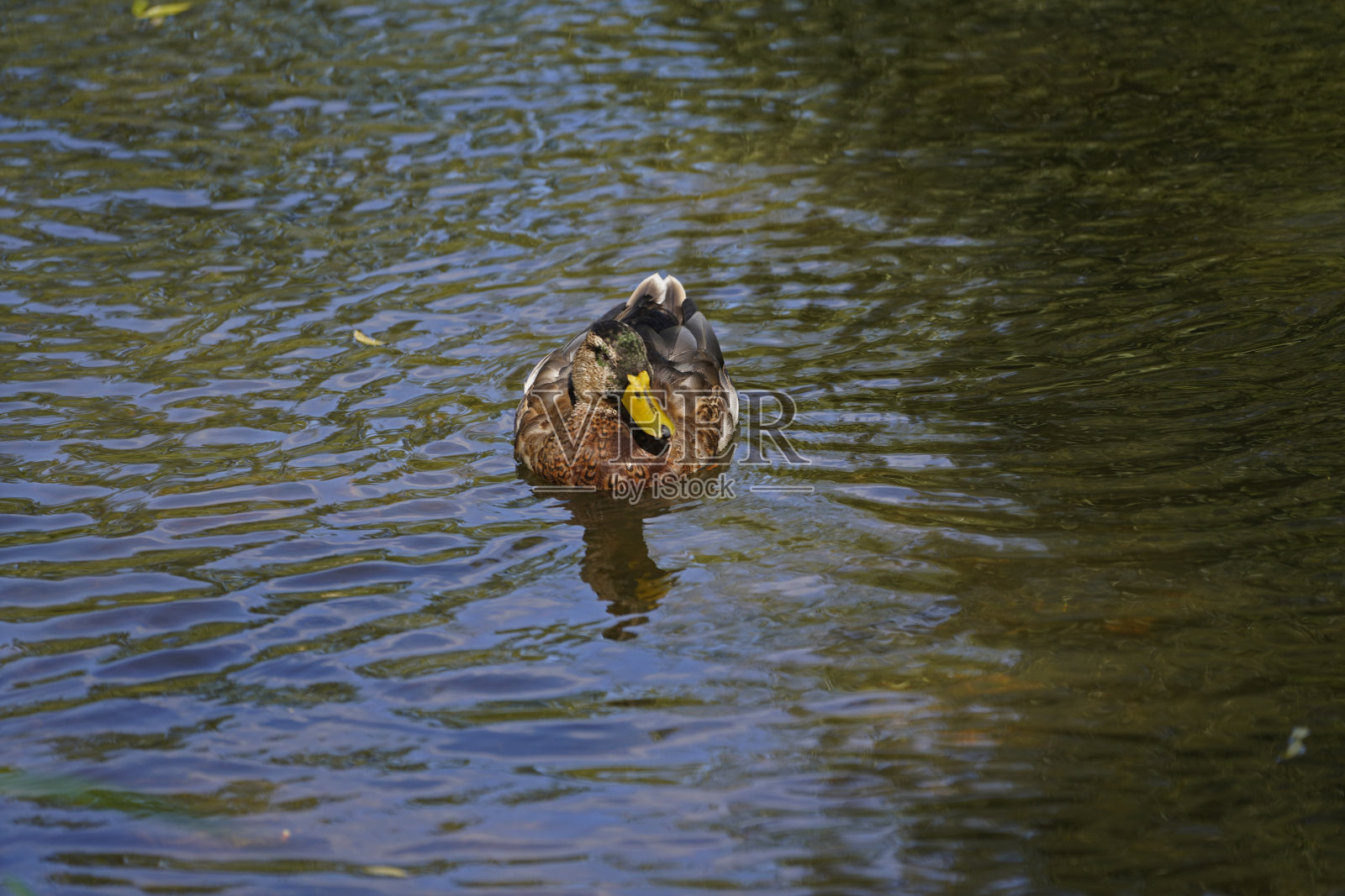欧登塞湖上的野鸭照片摄影图片