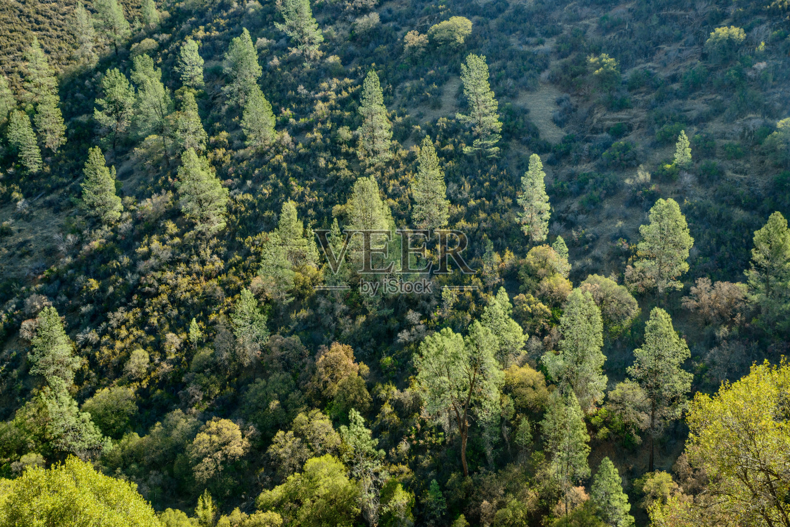 约塞米蒂国家公园的松树航拍照片摄影图片