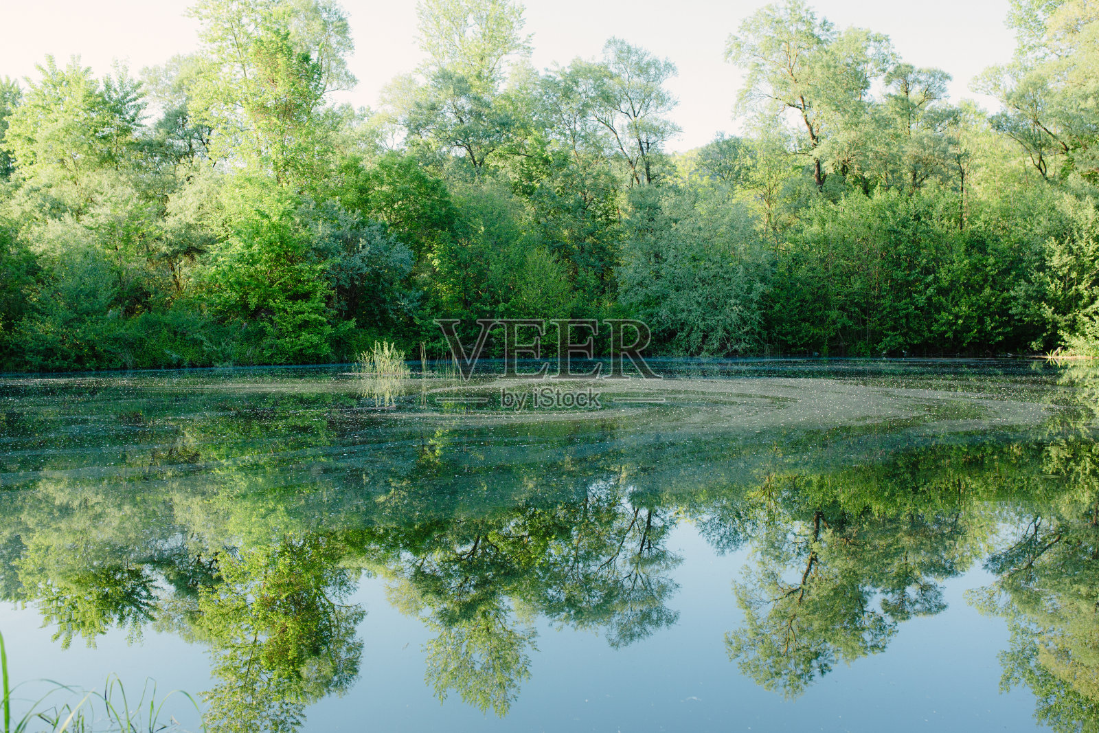 沼泽里的绿草照片摄影图片