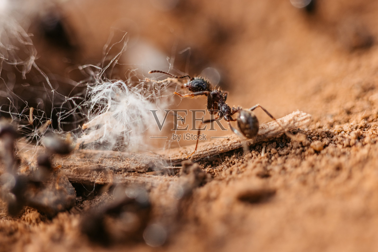 蚂蚁在泥土地面近距离拍摄照片摄影图片