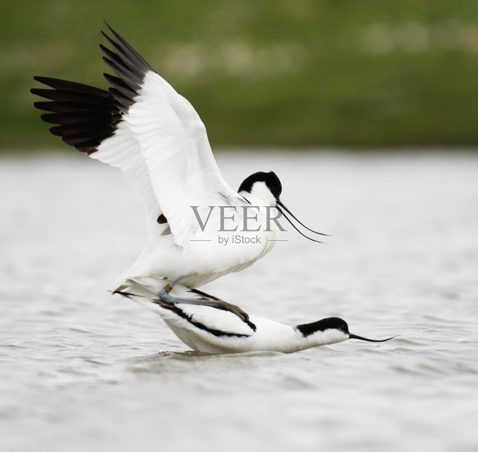 反嘴鹬求偶与展示照片摄影图片