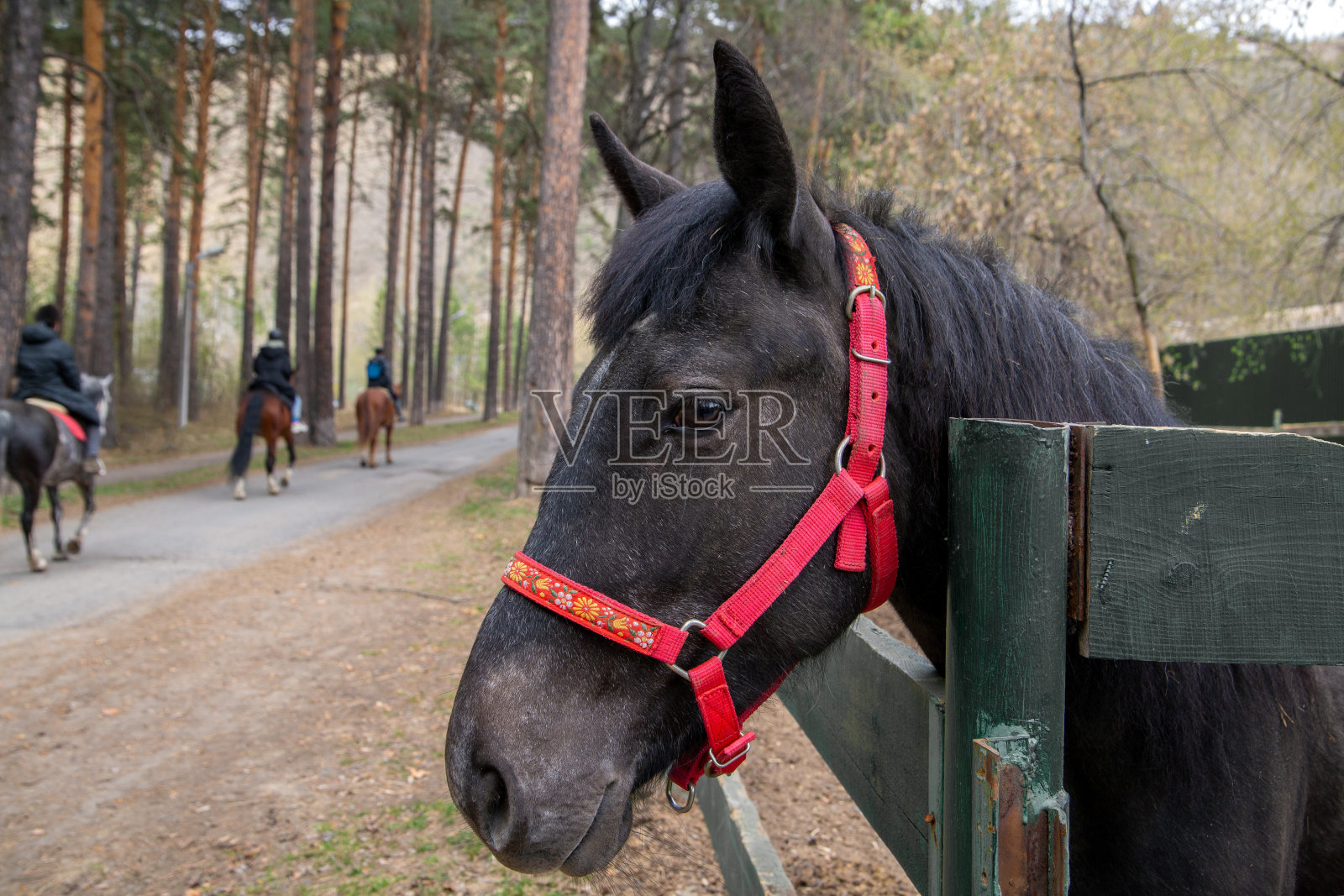 一匹在马场围场里的黑马。爱好,动物。照片摄影图片