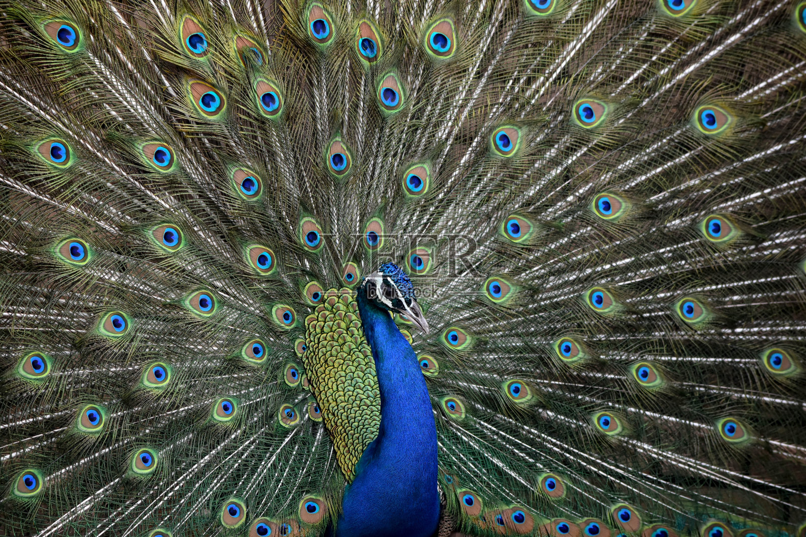 以孔雀为背景，让自己与众不同照片摄影图片