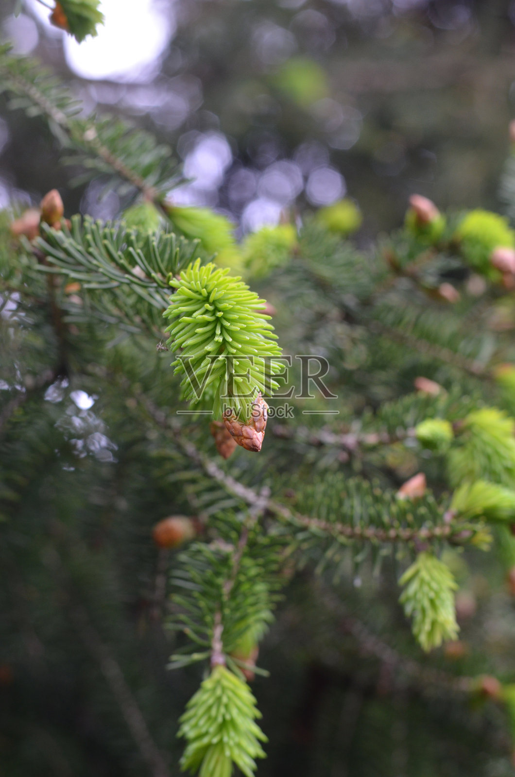 一个冷杉树枝与新鲜的芽的特写照片摄影图片