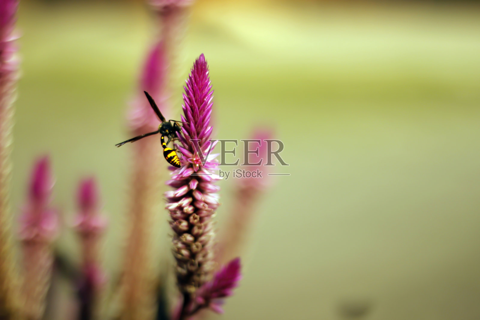 博罗科植物的花(银Celosia argenttea L)照片摄影图片