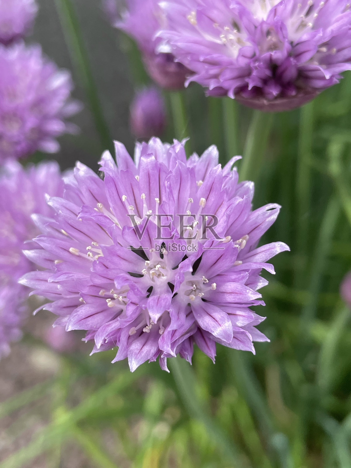 紫香葱照片摄影图片