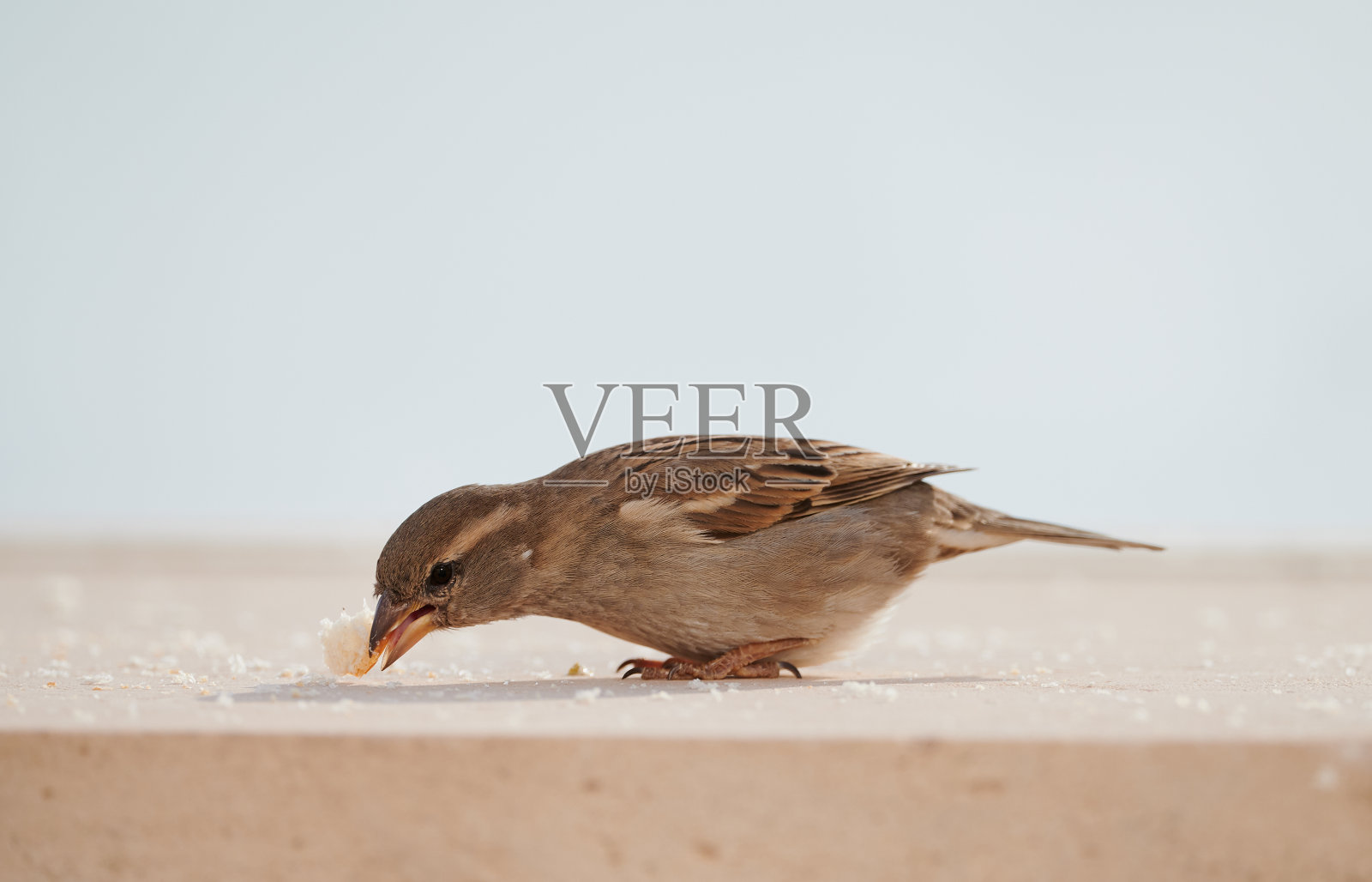 雌性家麻雀吃面包屑照片摄影图片