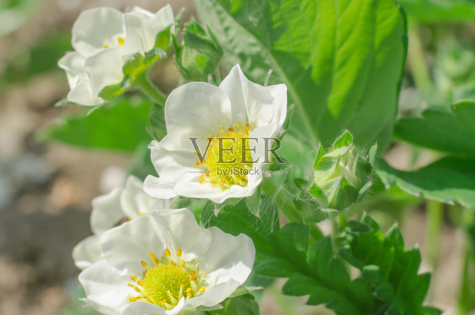 盛开的草莓。花园里的白色草莓花，特写镜头。园艺的概念照片摄影图片