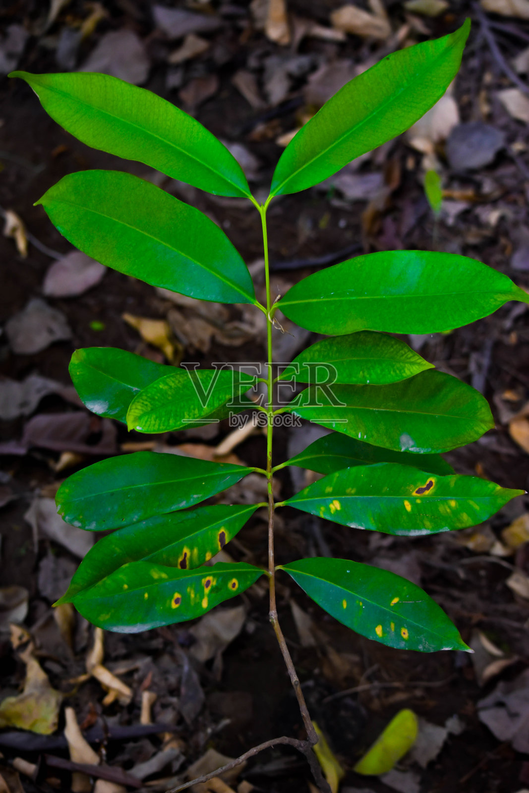 美丽的植物在花园和山上照片摄影图片
