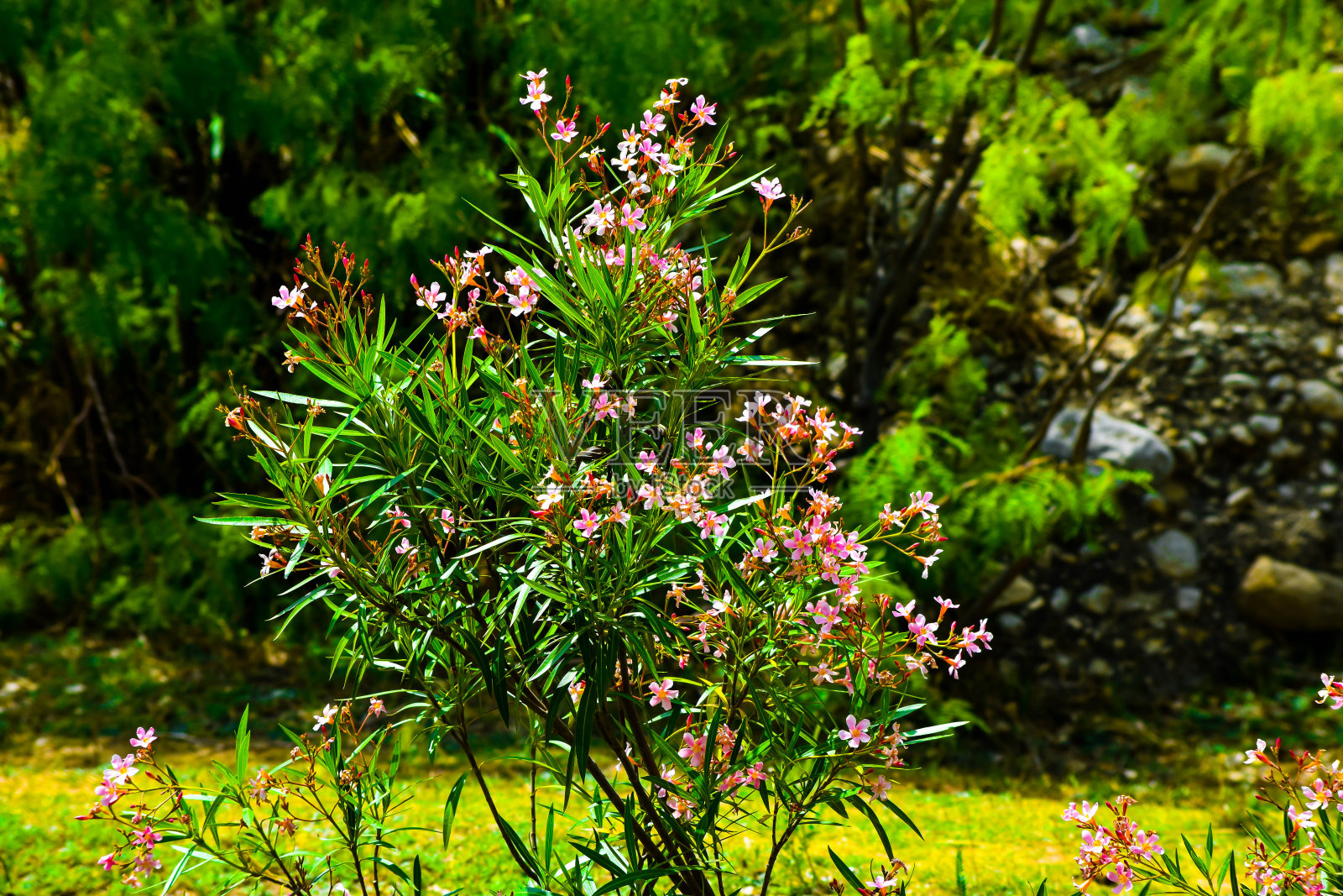 美丽的植物在花园和山上照片摄影图片