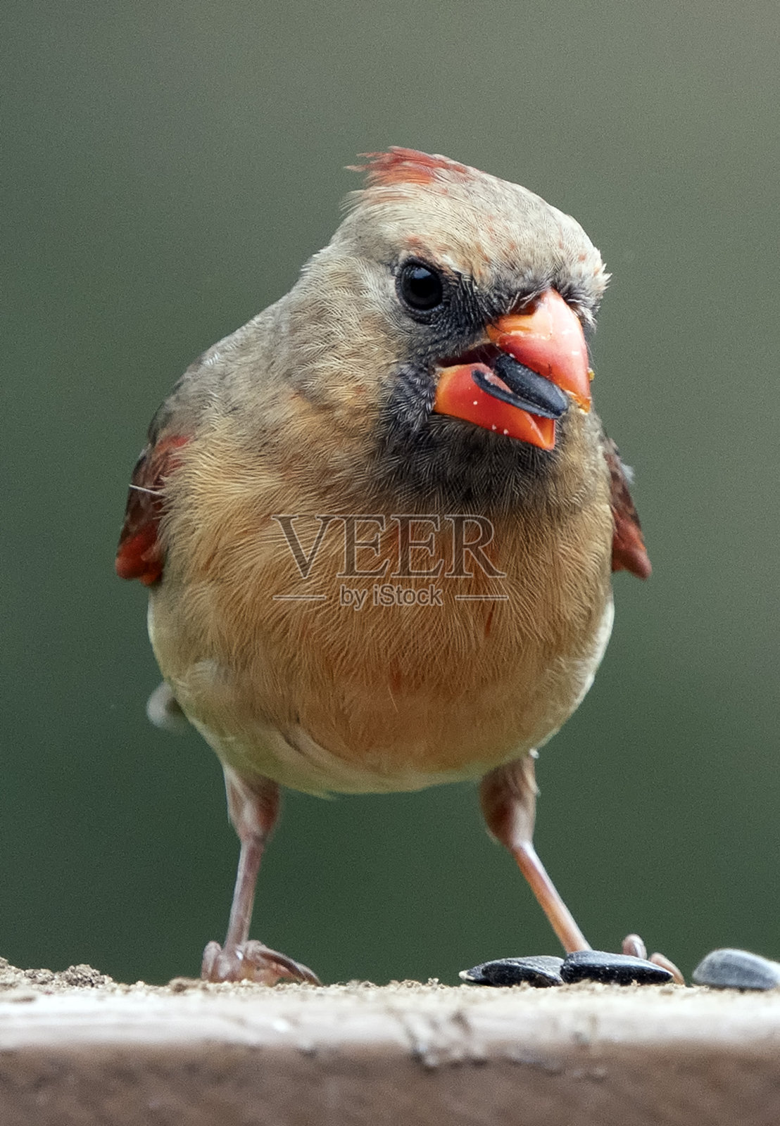 甲板上的北红衣主教照片摄影图片