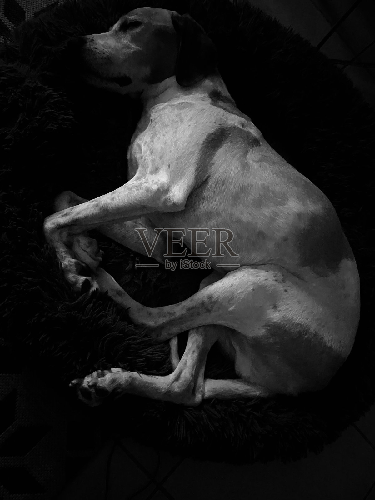 狗照片摄影图片