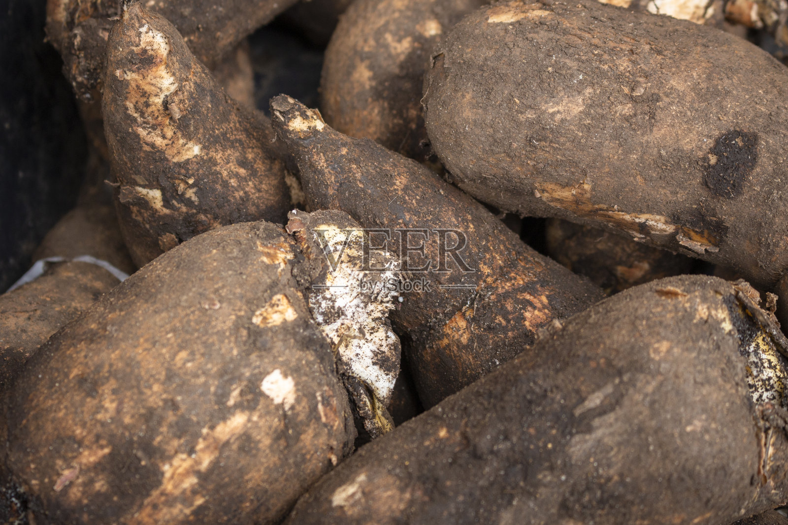 生木薯淀粉。木制背景照片摄影图片