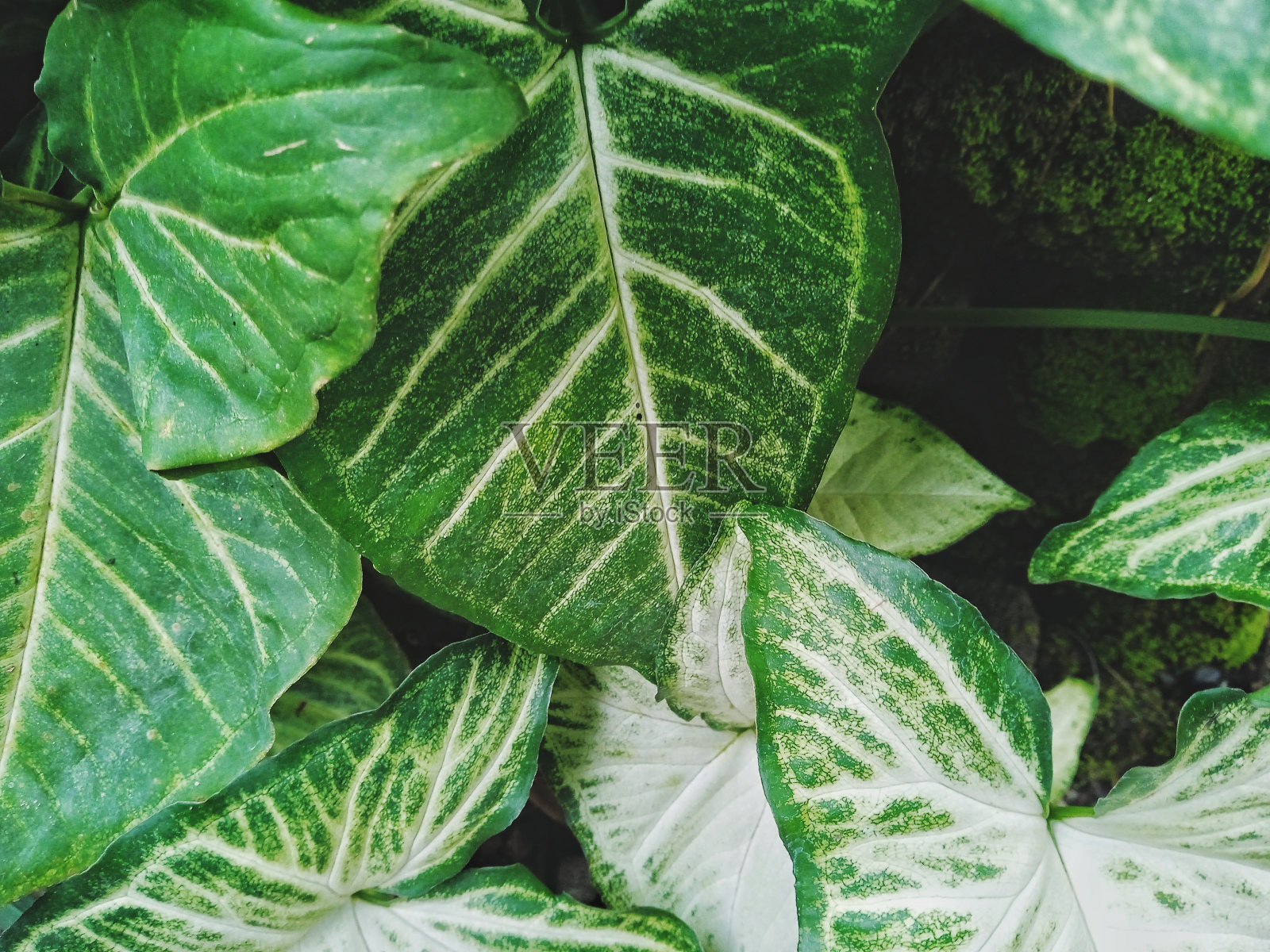 绿色照片摄影图片