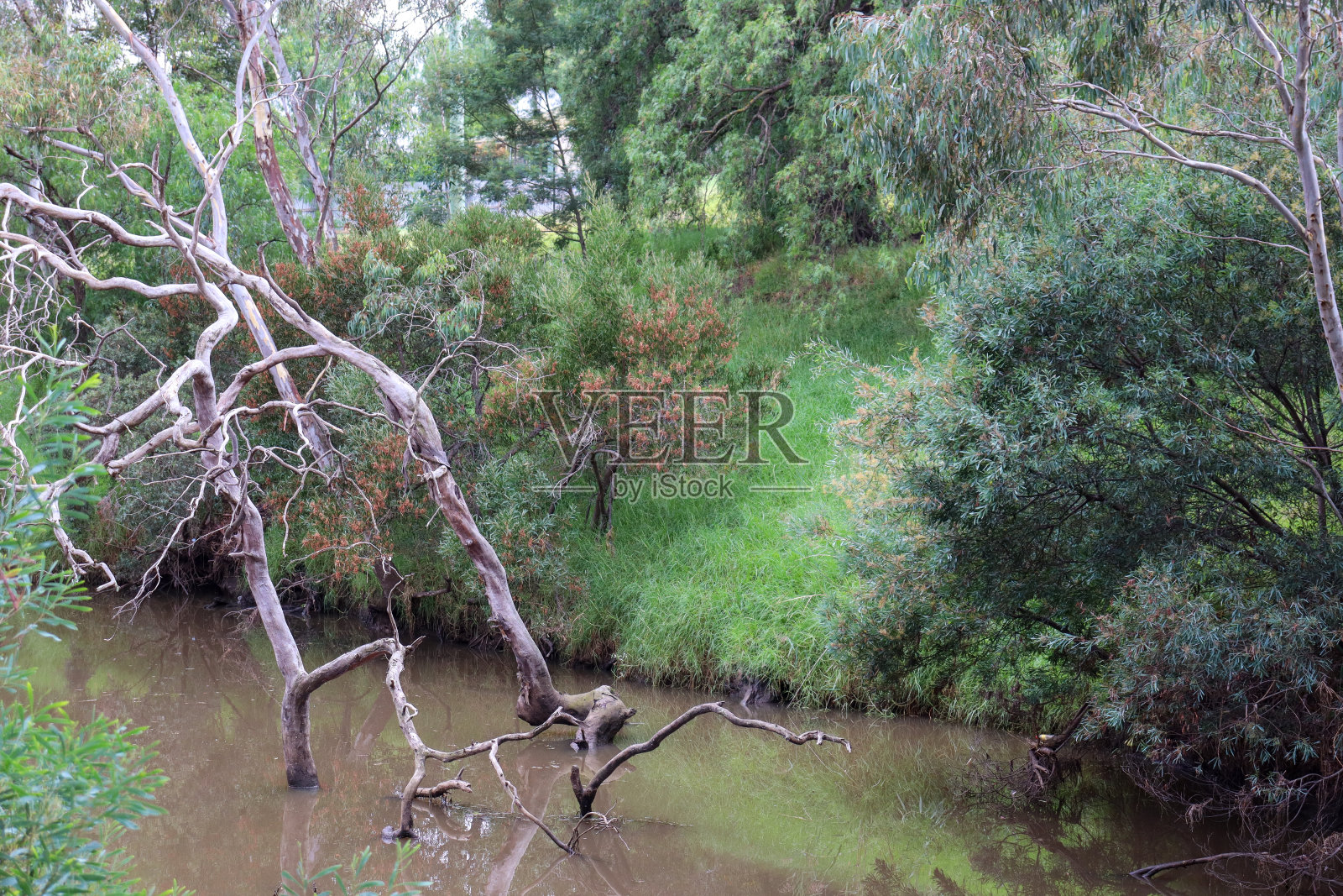 河中枯树的树枝照片摄影图片