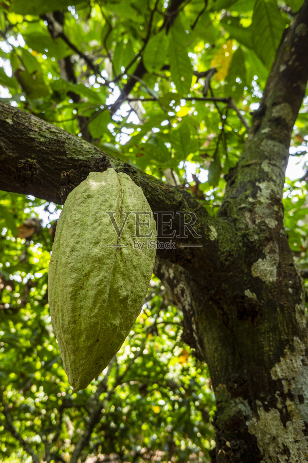树上有可可果照片摄影图片