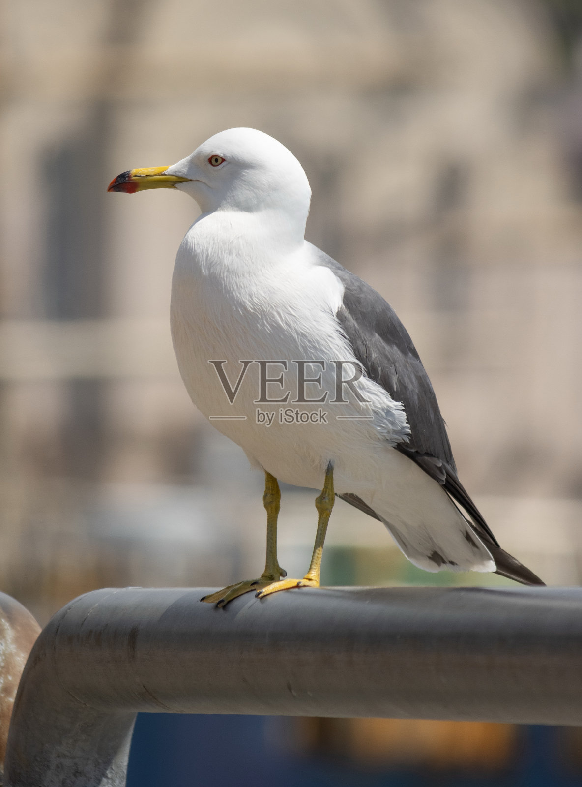 大海鸟。远东海鸥。照片摄影图片