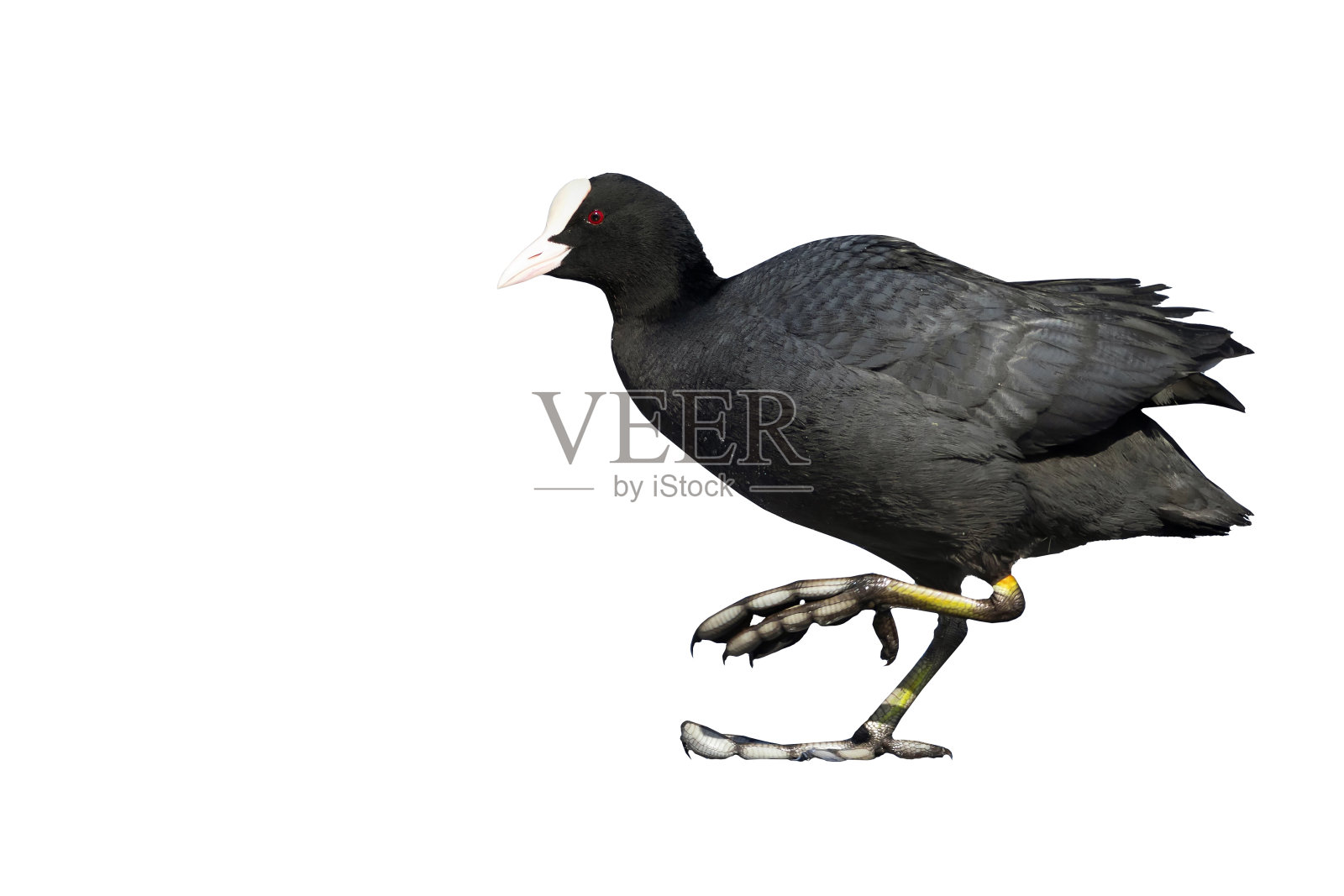 走鸟。İ溶胶化的形象。白色背景。鸟:欧亚傻瓜。照片摄影图片