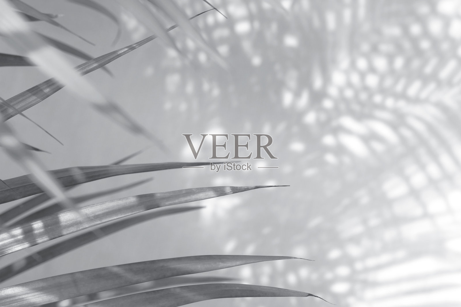 白色墙壁背景上的热带棕榈叶阴影照片摄影图片