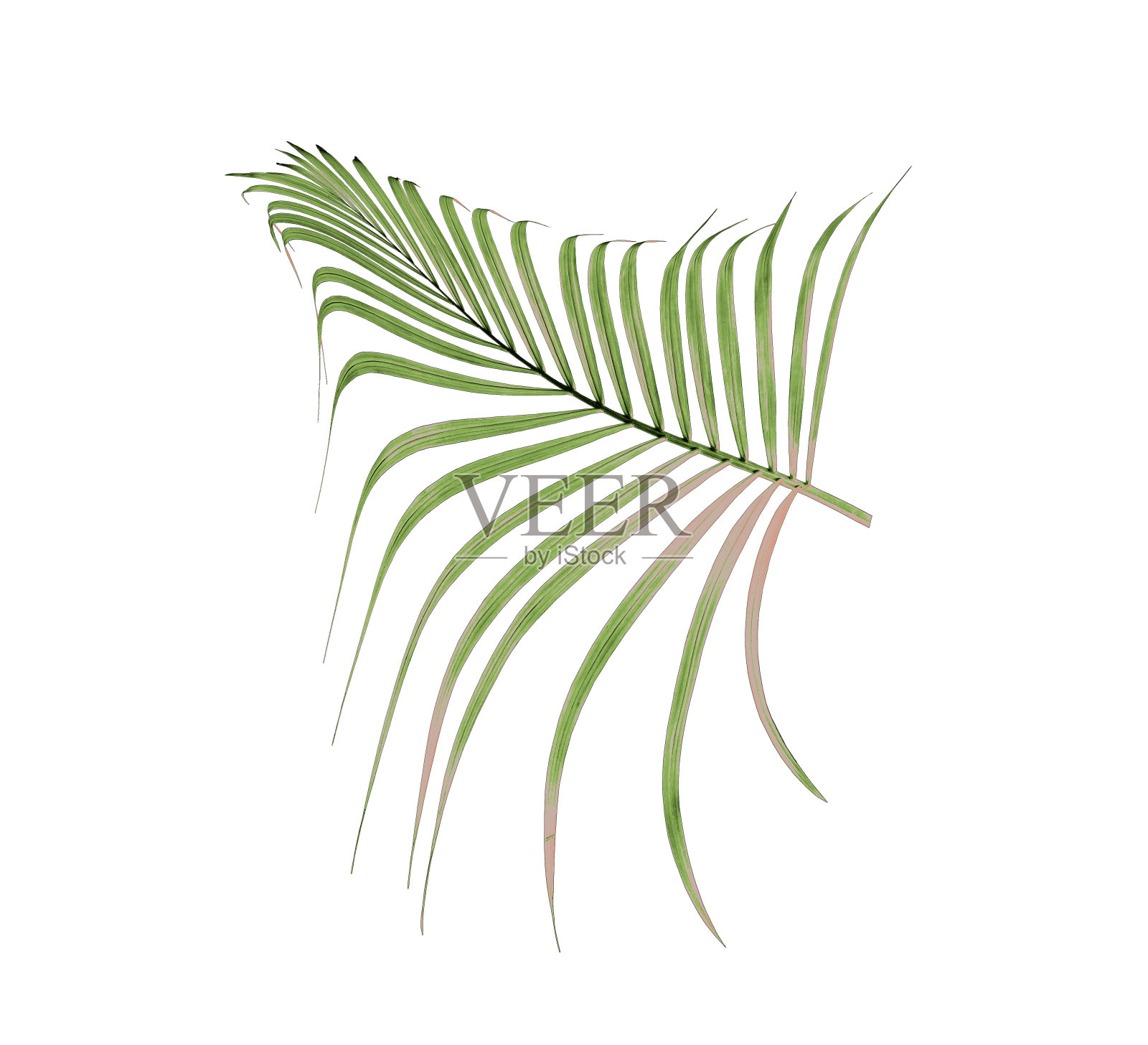 绿色的棕榈叶在白色的背景照片摄影图片