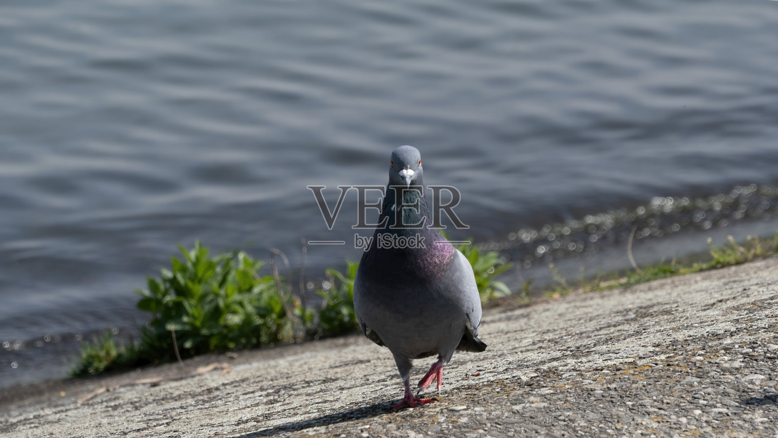 河岸上一只鸽子的肖像照片摄影图片