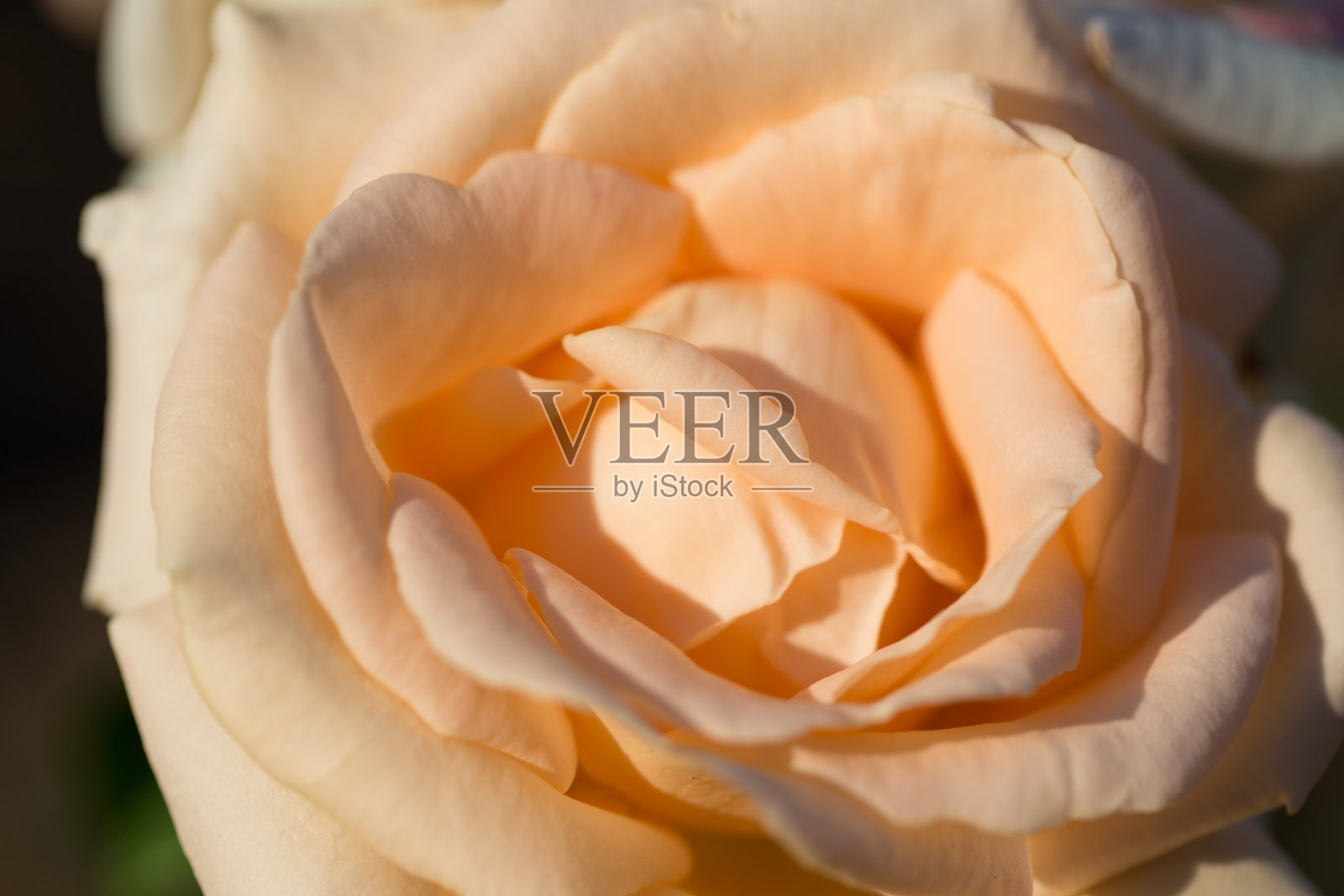 玫瑰花宏。奶油玫瑰花特写。高质量的自然背景。漂亮的背景照片摄影图片