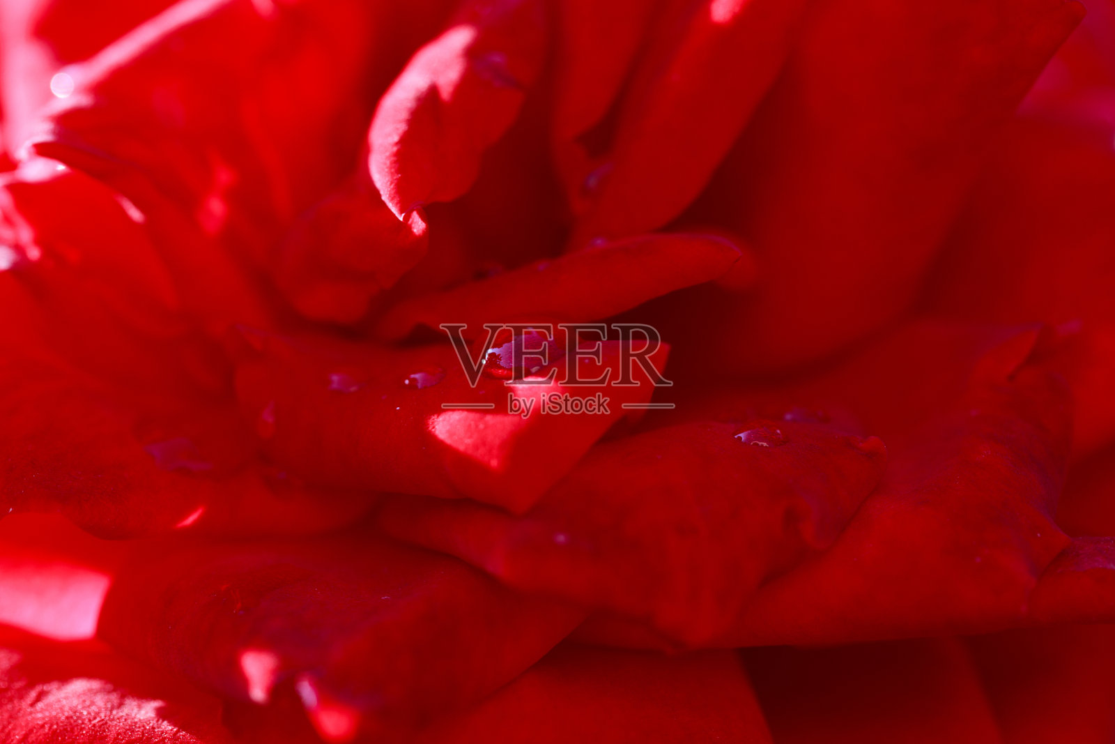 玫瑰花宏。红玫瑰花特写。高质量的自然背景。漂亮的背景照片摄影图片