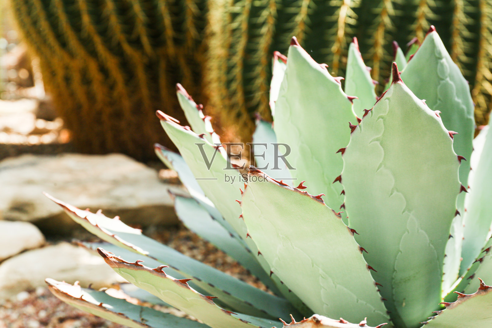 龙舌兰，热带花园中的一种肉质植物，叶片淡绿色照片摄影图片