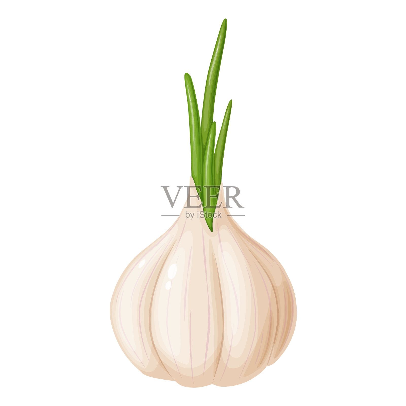 卡通风格的大蒜。菜园里的蔬菜。有机食品。插画图片素材