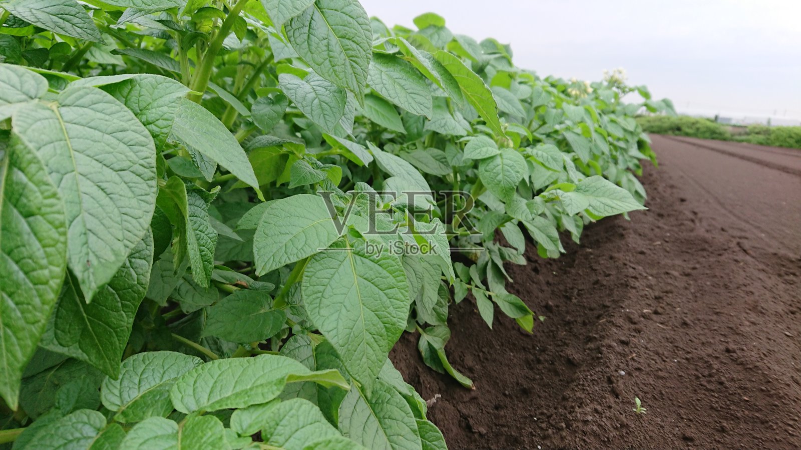 土豆照片摄影图片