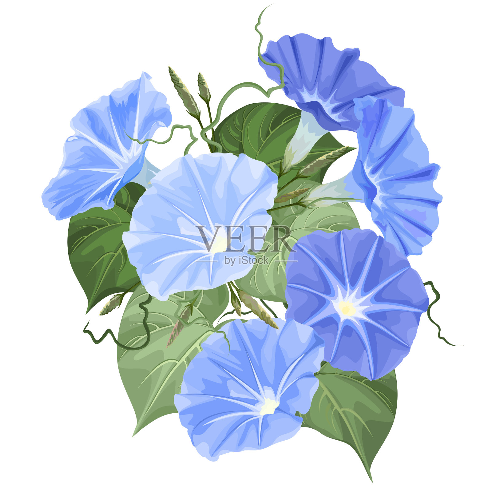 牵牛花(番石榴)花，矢量插图在白色背景。插画图片素材