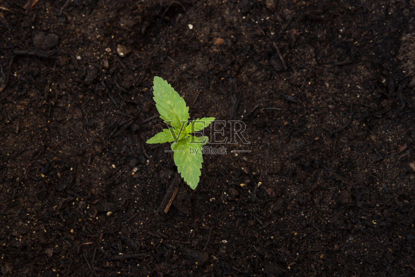大麻植物，处于萌芽状态的大麻照片摄影图片