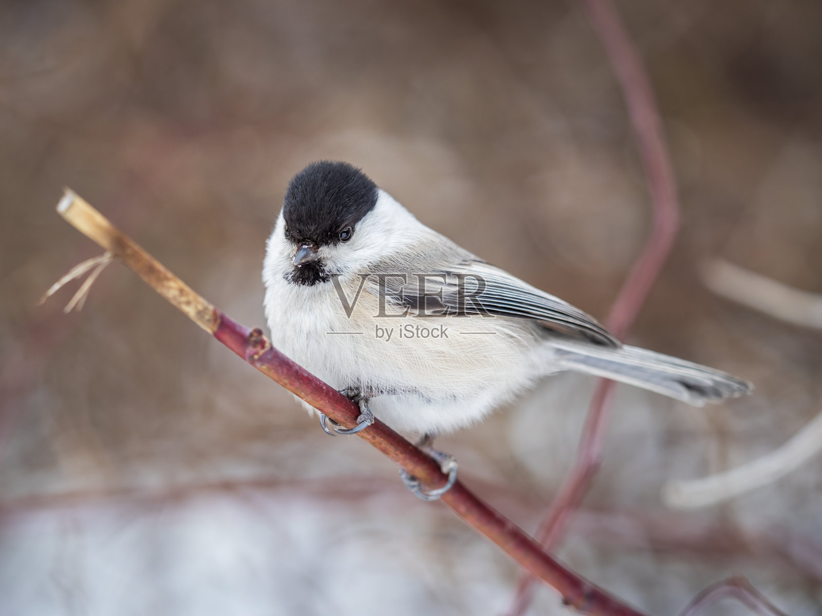 可爱的小鸟有柳树山雀，冬天的歌鸟坐在没有叶子的树枝上。照片摄影图片