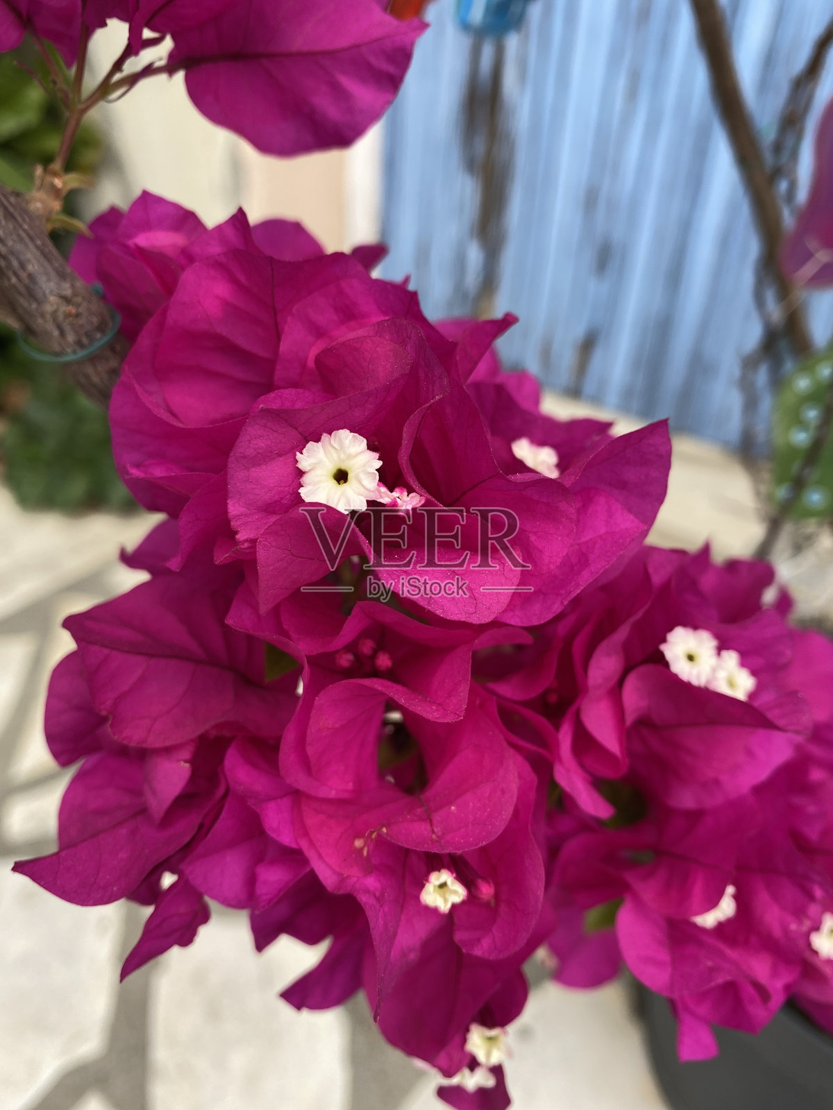 紫色的花照片摄影图片