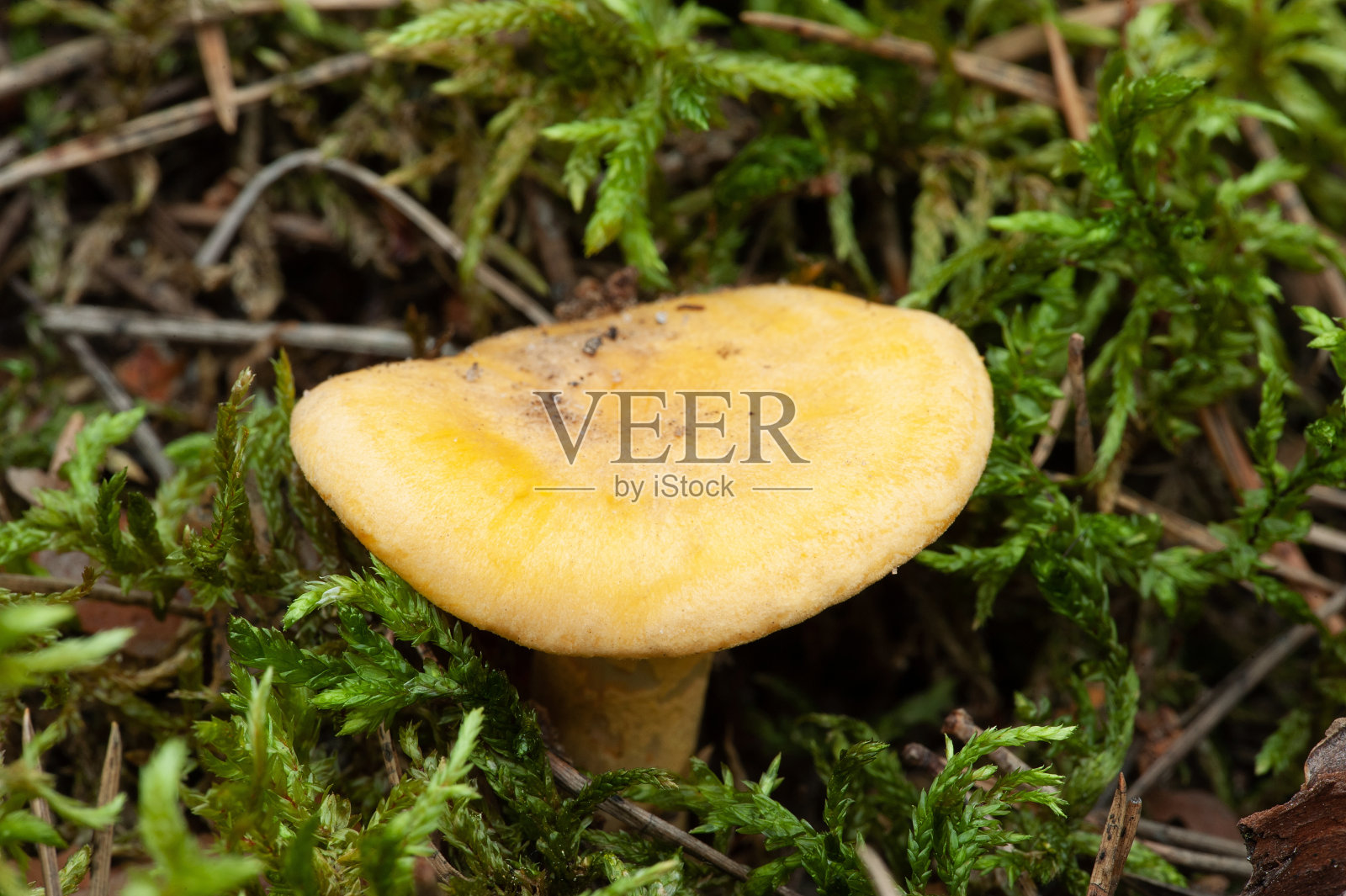 欧洲自然-蘑菇生长在森林里照片摄影图片