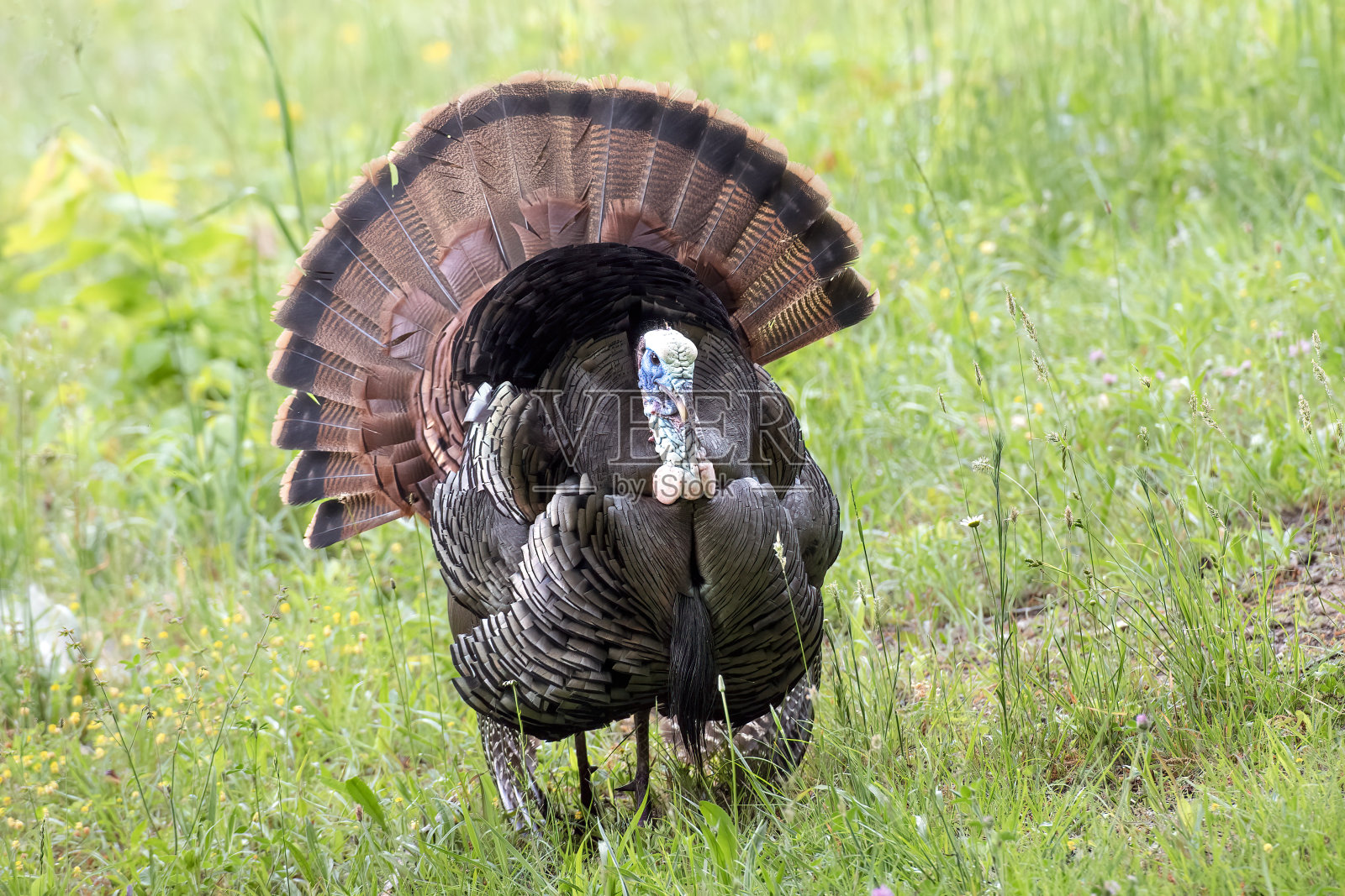 野生火鸡照片摄影图片